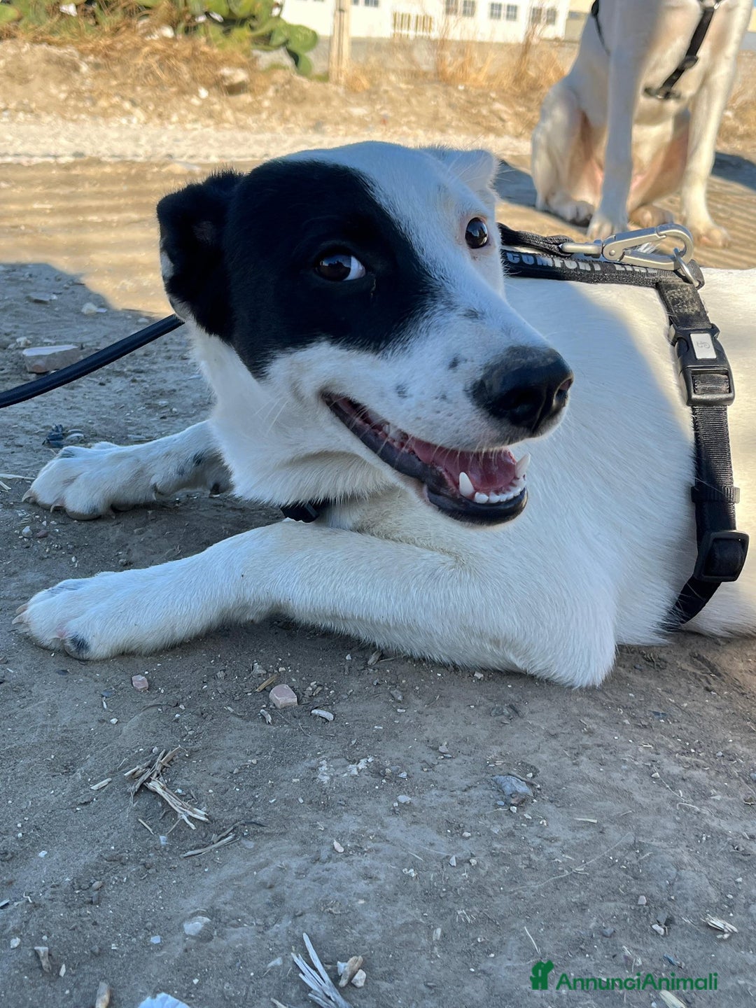 Altre razze cani in regalo: Chloe - 6 mesi - Dolce e Affettuosa - Annuncio 2