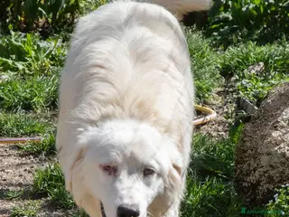 Meticcio cani DOLCISSIMO OSLO - Annuncio 22