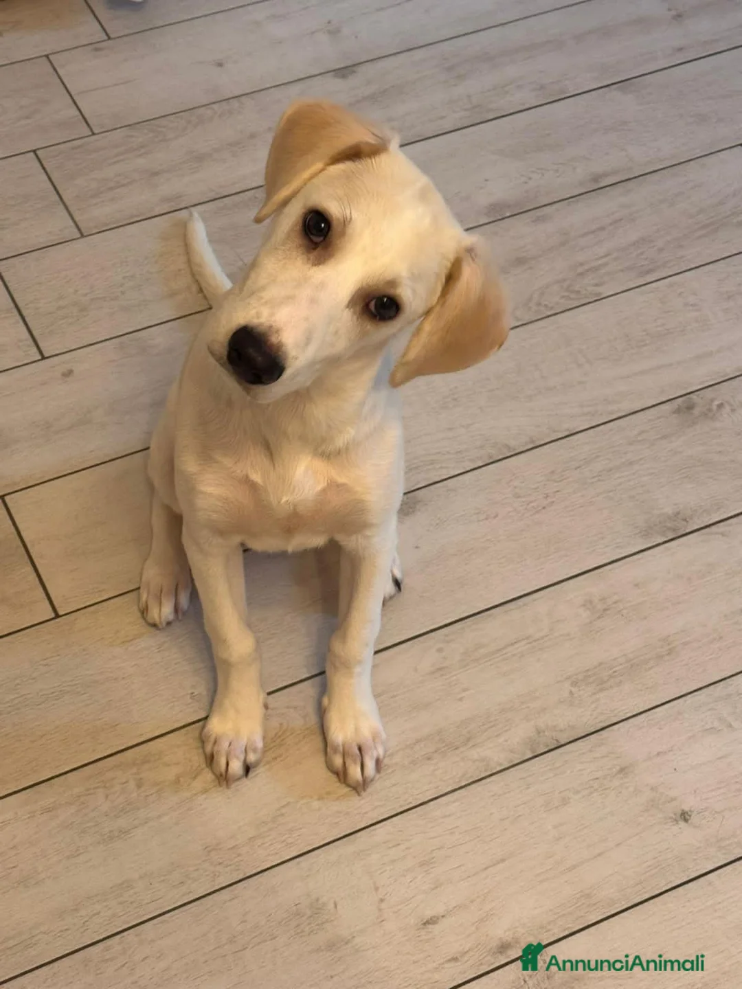 Meticcio cani in regalo: coco  - Annuncio 4