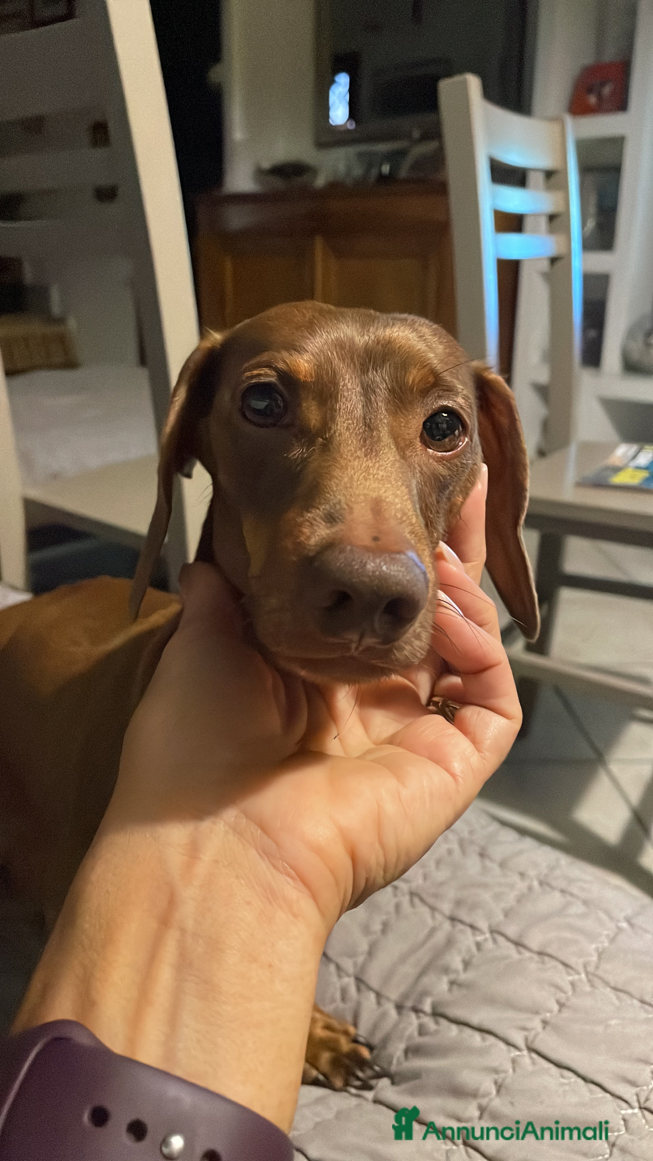 Bassotto cani Accoppiamento  - Annuncio 2