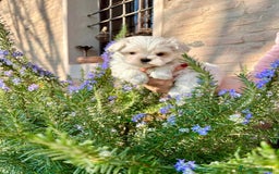 Maltese cani in vendita: Maltesi cuccioli con pedigree ENCI a Provincia di Verona - Immagine 3
