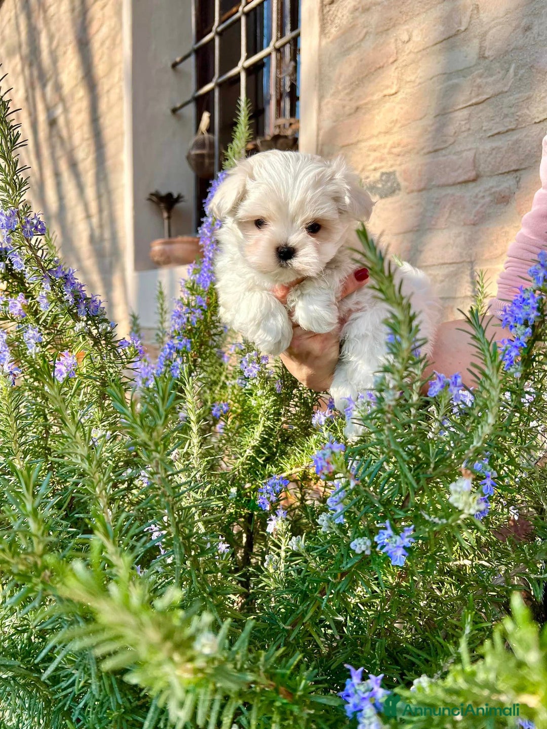 Maltese cani in vendita: Maltesi cuccioli con pedigree ENCI a Provincia di Verona - Immagine 3