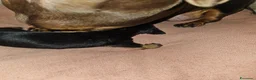 Bassotto Nano cani in vendita: Bassotto nero focato a Città metropolitana di Milano - Annuncio 5