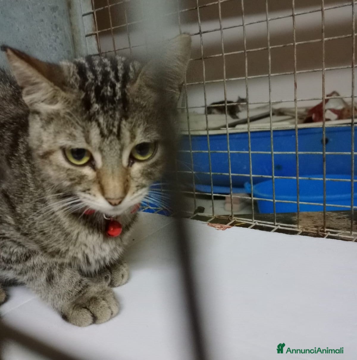 Europeo gatti GATTINA DOLCISSIMA - Annuncio 28