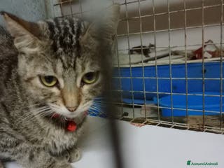 Europeo gatti GATTINA DOLCISSIMA - Annuncio 28