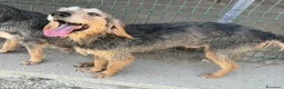 Segugio cani in regalo: Athos 5 anni segugio pelo ruvido - Annuncio 4