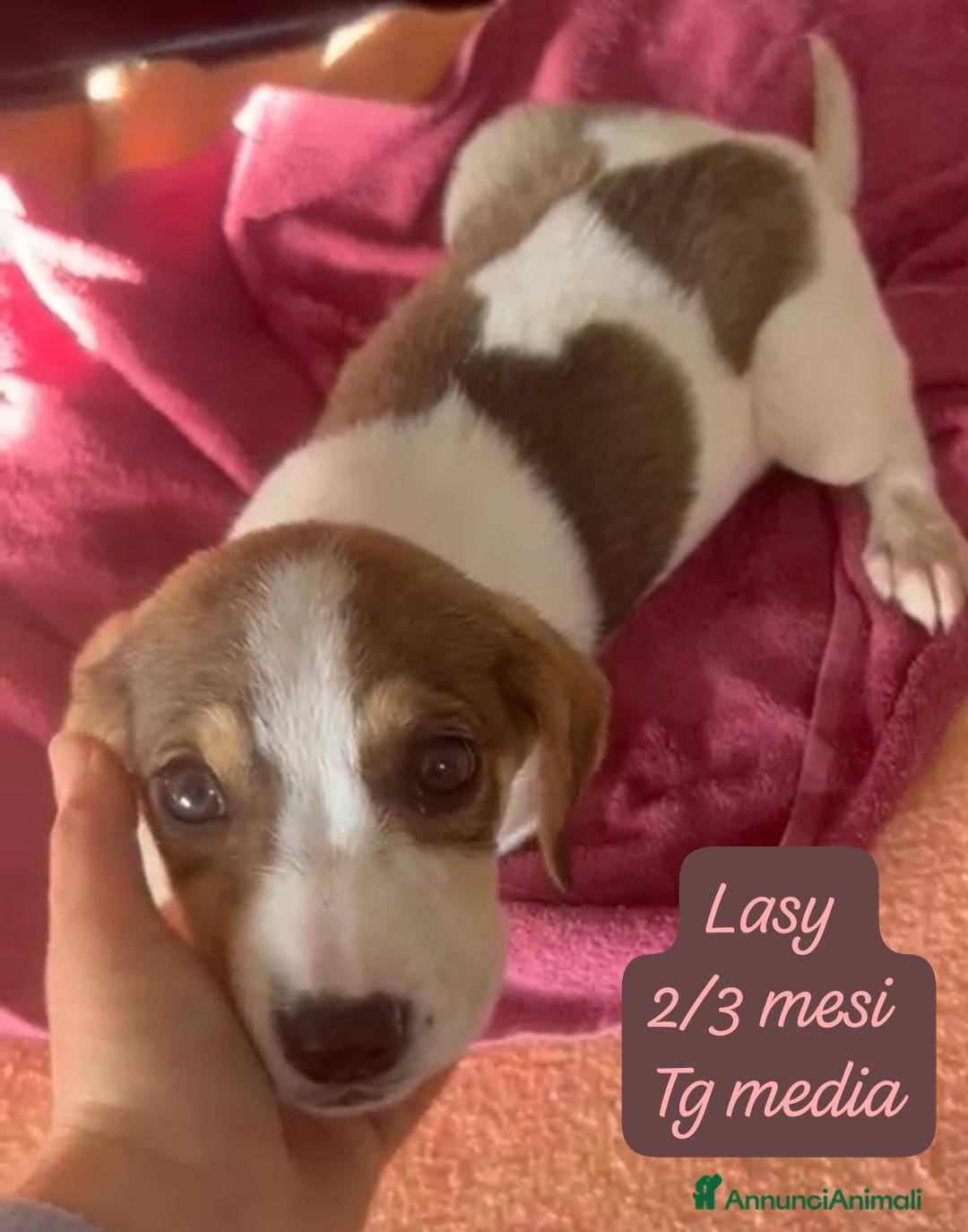 Meticcio cani in regalo: Meticci dimenticati da tutti  - Annuncio 12