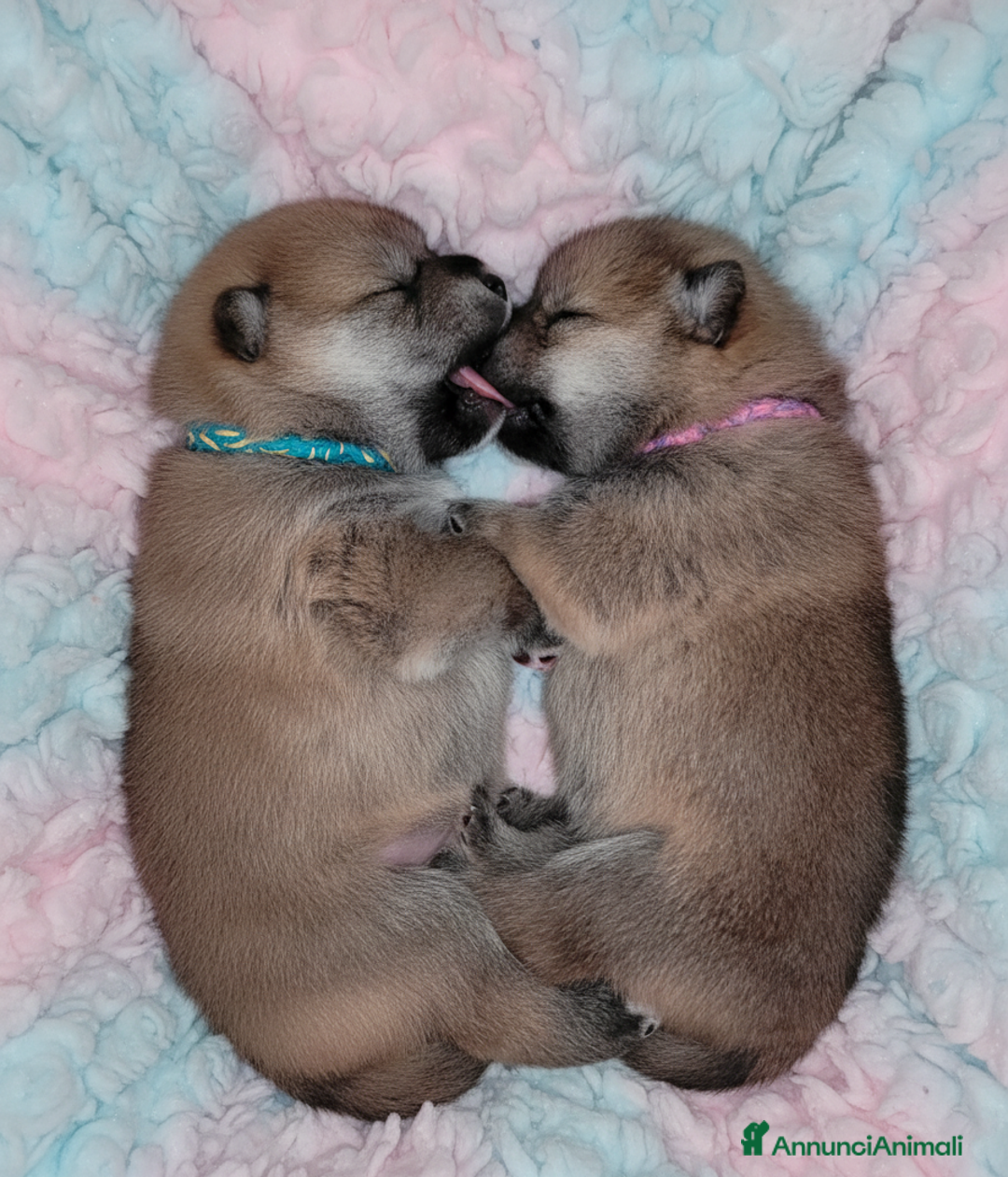 Shiba Inu cani in vendita: Cuccioli di Shiba Inu con genitori testati - Annuncio 14