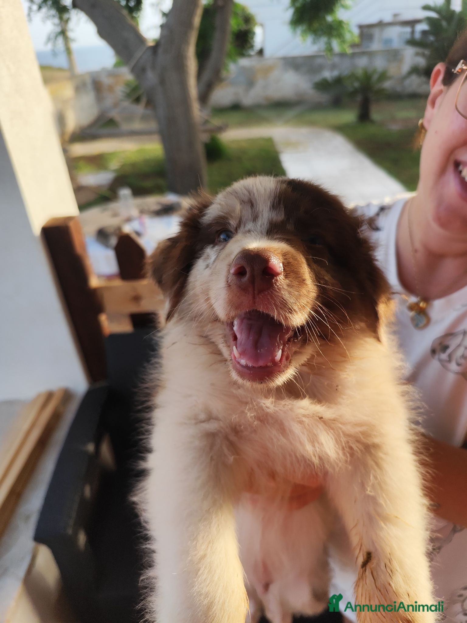 Australian Shepherd cani Cucciolo di Pastore Australiano Red Merle - Annuncio 20