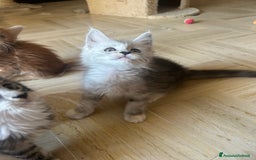 Maine Coon gatti in vendita: Maine Coon pedigree Anfi a Provincia di Modena - Immagine 33
