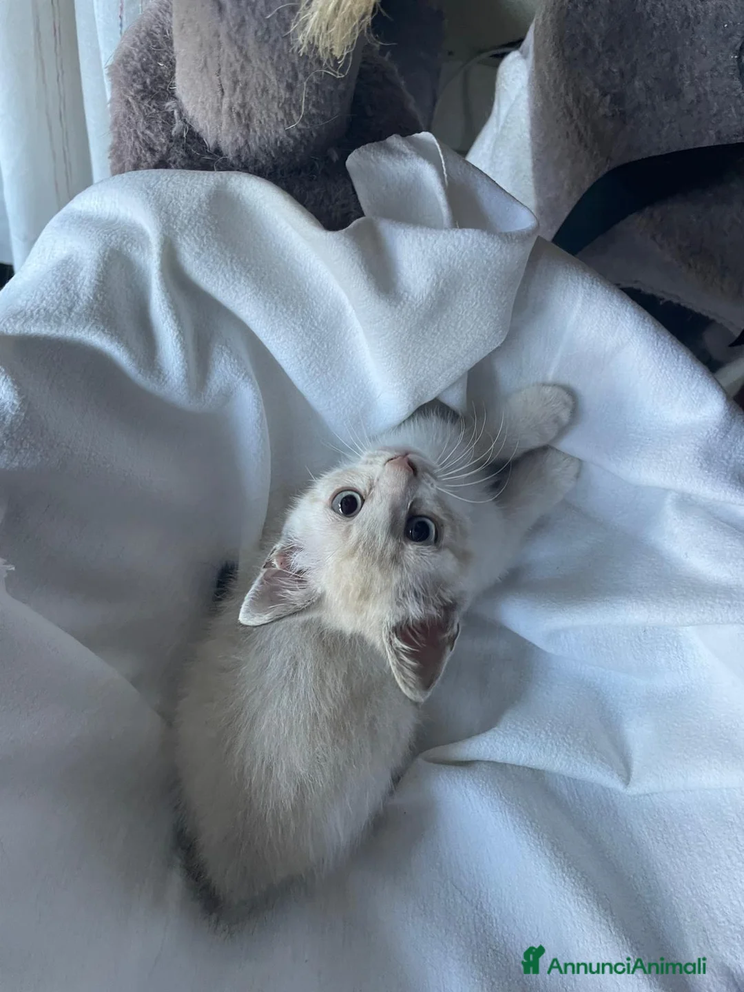 Siamese gatti in vendita: Gattini siamesi tabby - Annuncio 2