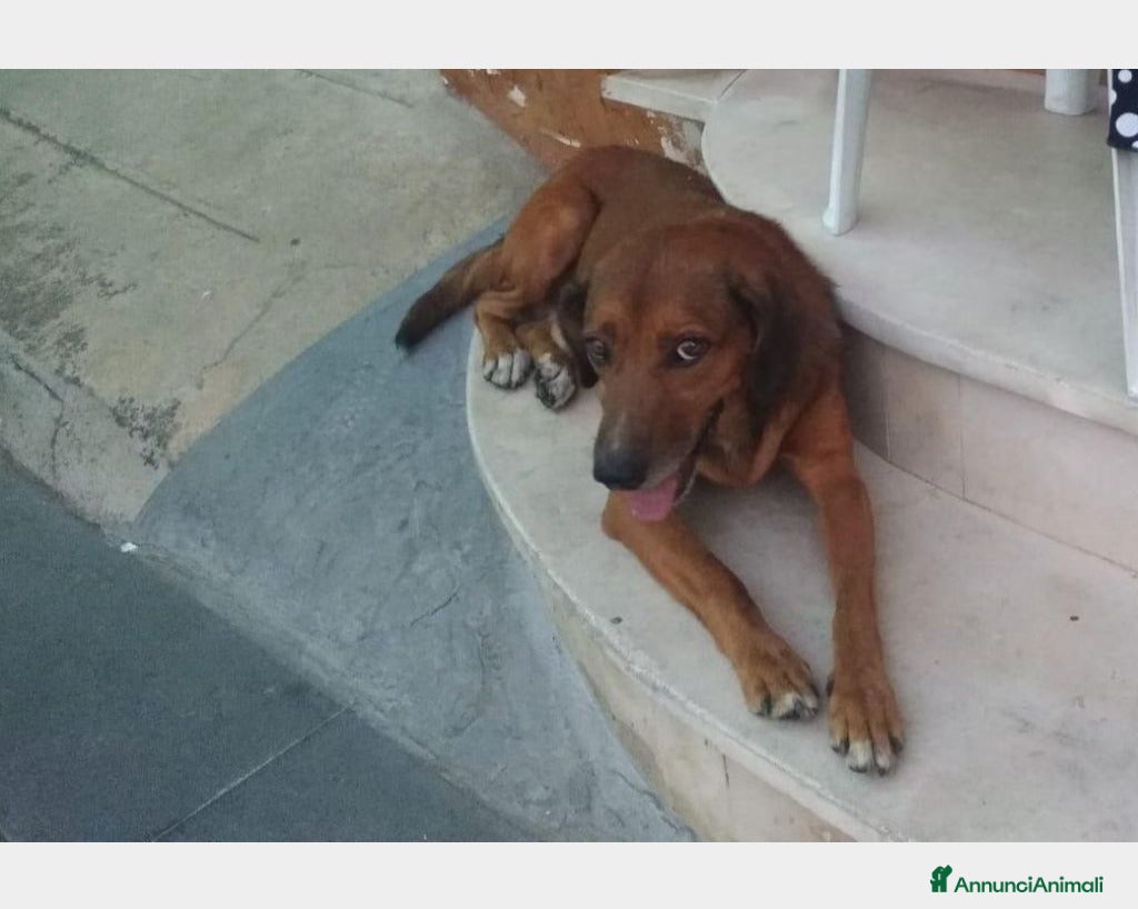 Meticcio cani ENDY cagnolino buonissimo cerca casa a Roma - Annuncio 1