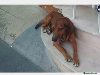 Meticcio cani ENDY cagnolino buonissimo cerca casa a Roma - Annuncio 1