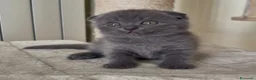 Scottish gatti in vendita: Scottish fold e straight  - Annuncio 3