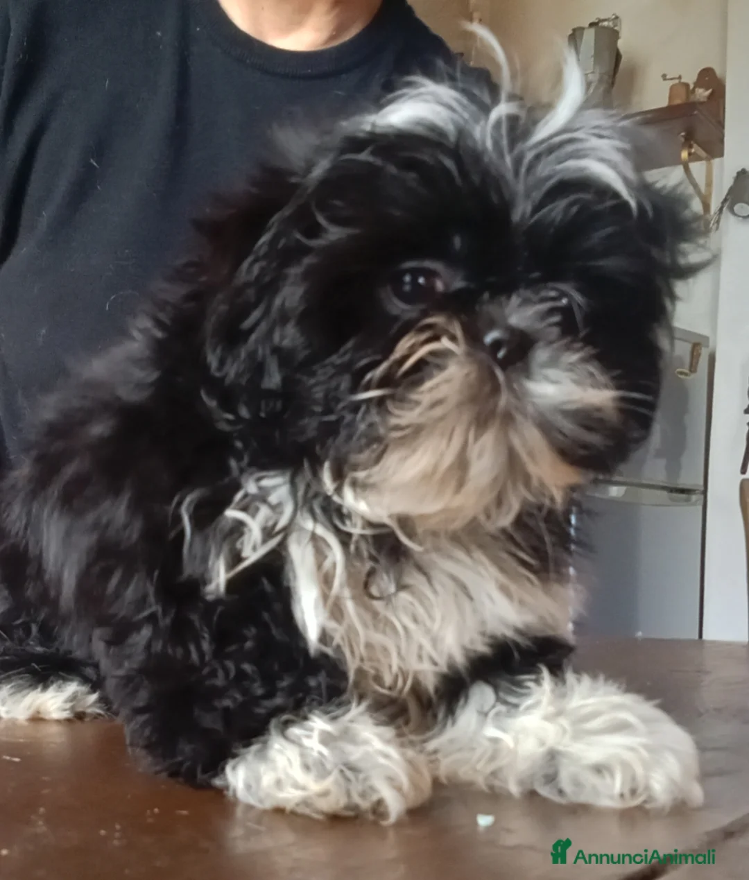 Shih Tzu cani in vendita: Splendidi cuccioli di Shitzu  - Annuncio 2