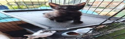 Meticcio gatti in regalo: 🐾 MOKA E I SUOI “MOCACCINI”  - Annuncio 3