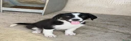 Meticcio cani in regalo: Baby  a Provincia di Verona - Annuncio 3