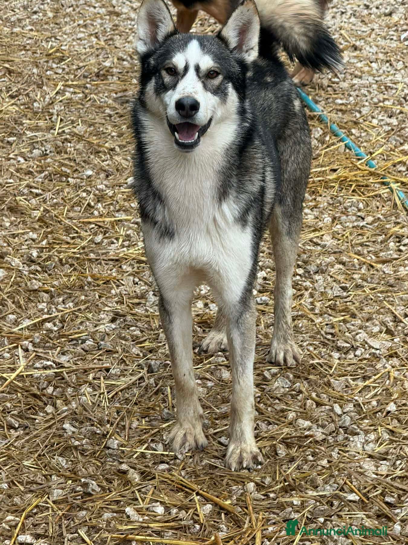 Meticcio cani BALTO, cucciolone MIX HUSKY simpaticissimo - Annuncio 17