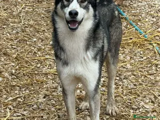Meticcio cani BALTO, cucciolone MIX HUSKY simpaticissimo - Annuncio 17