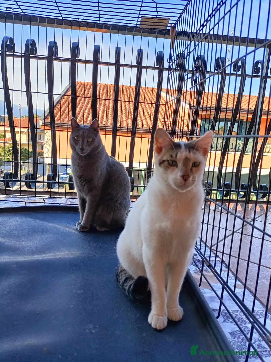 Certosino gatti in regalo: Micio Certosino e compagno inseparabile 2anni.SICI a Città metropolitana di Milano - Immagine 2