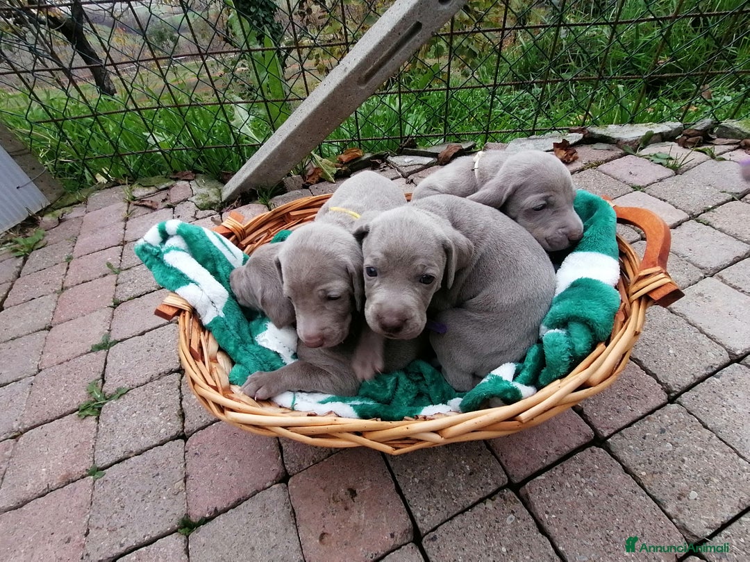 Weimaraner cani in vendita: Cuccioli weimaraner  - Annuncio 3