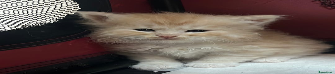 Rauth: red tabby blotched