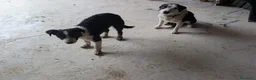 Border Collie cani in vendita: Vendo Border Collie a pelo corto - Annuncio 2