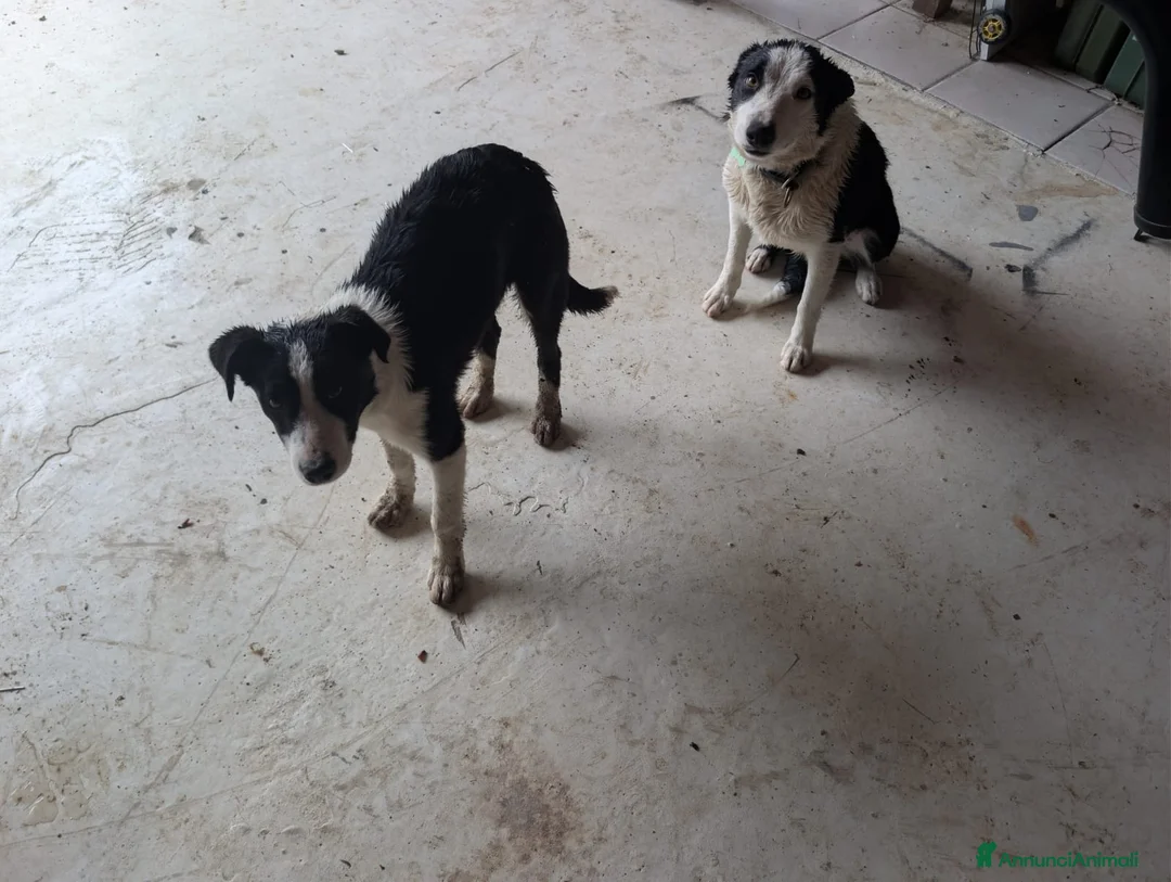 Border Collie cani in vendita: Vendo Border Collie a pelo corto - Annuncio 2