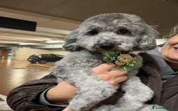 Barboncino cani in vendita: Barboncini disponibili a Provincia di Pordenone - Immagine 3