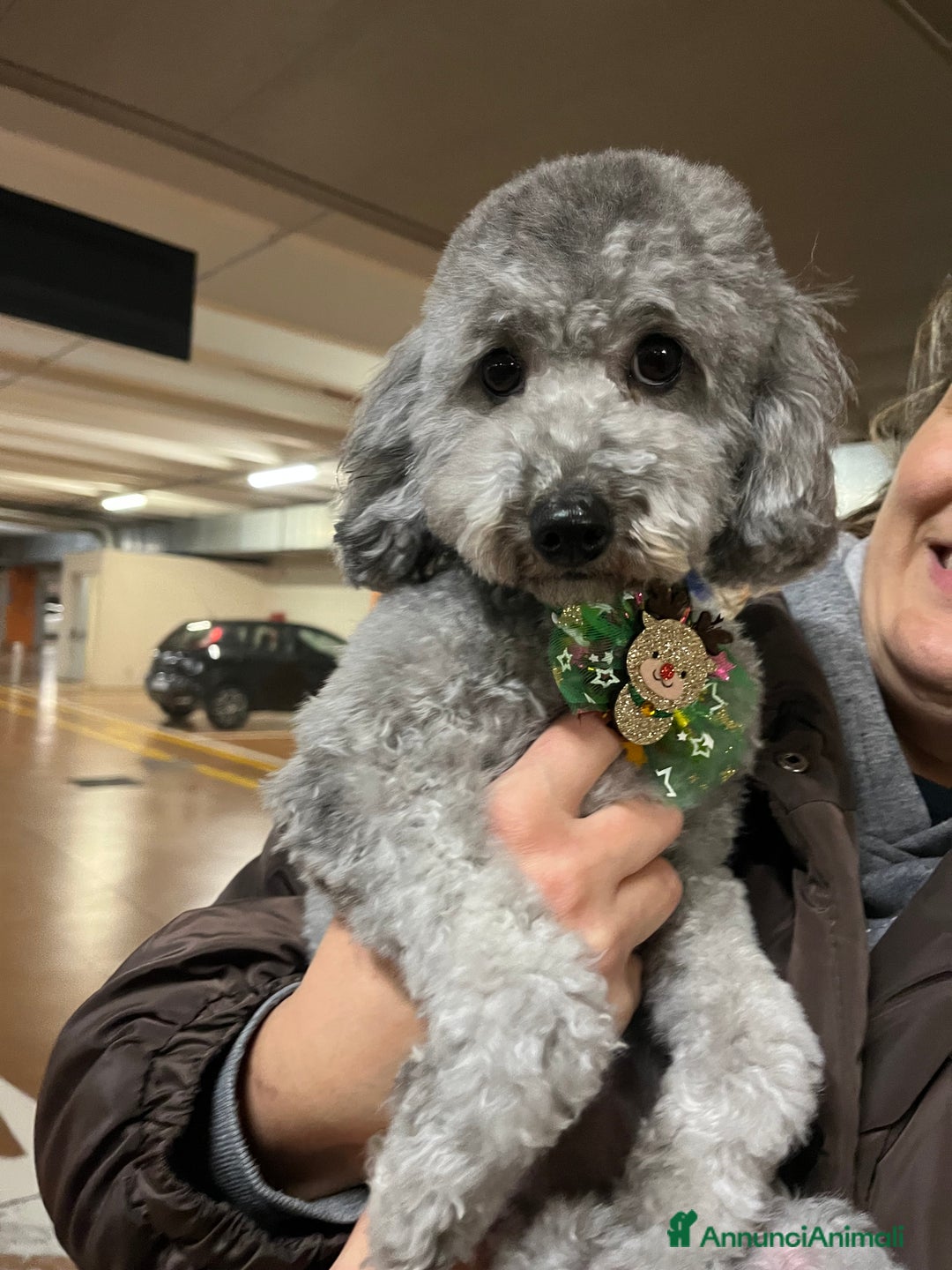 Barboncino cani in vendita: Barboncini disponibili a Provincia di Pordenone - Immagine 3