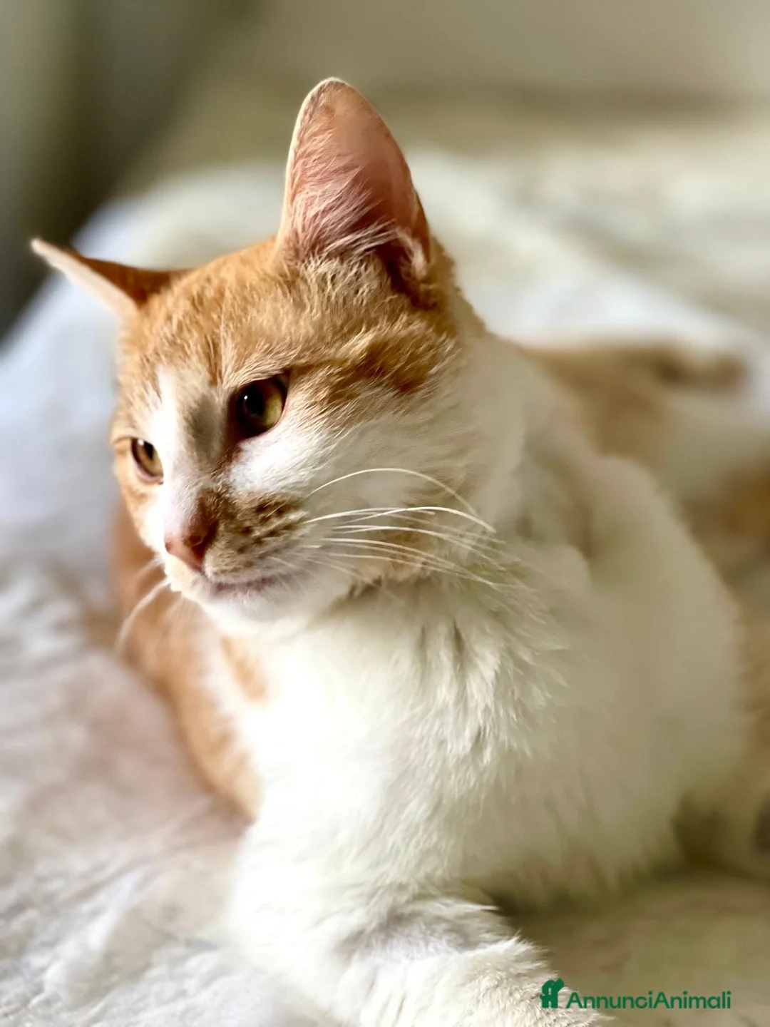 Europeo gatti in regalo: Simply Red a Città metropolitana di Milano - Annuncio 8