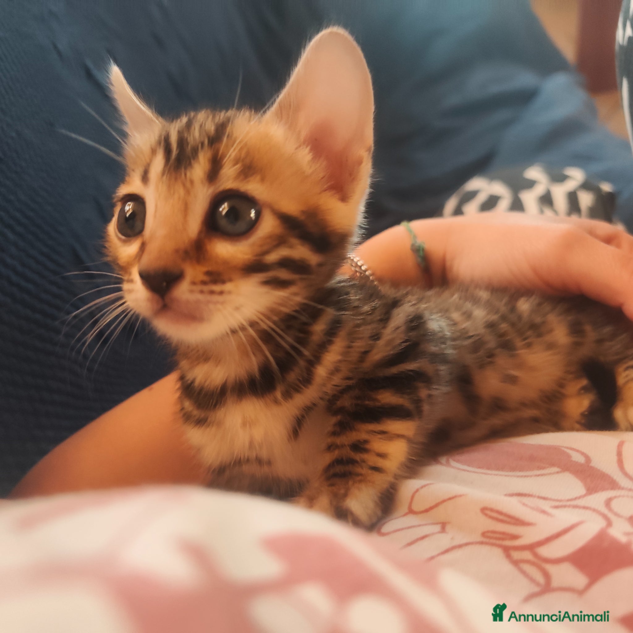 Bengala gatti in vendita: Cuccioli bengala  a Città metropolitana di Cagliari - Annuncio 3