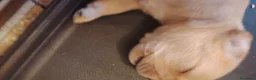 Bulldog Francese cani in regalo: Incrocio di bouldog francese / barboncino - Annuncio 5