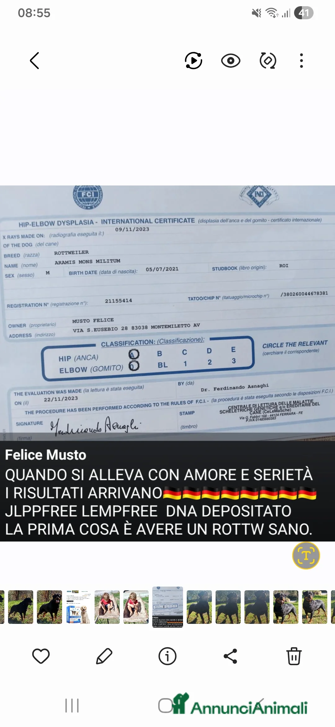 Rottweiler cani per accoppiamento: Rottweiler - Annuncio 1