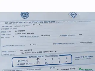 Rottweiler cani Rottweiler - Annuncio 2