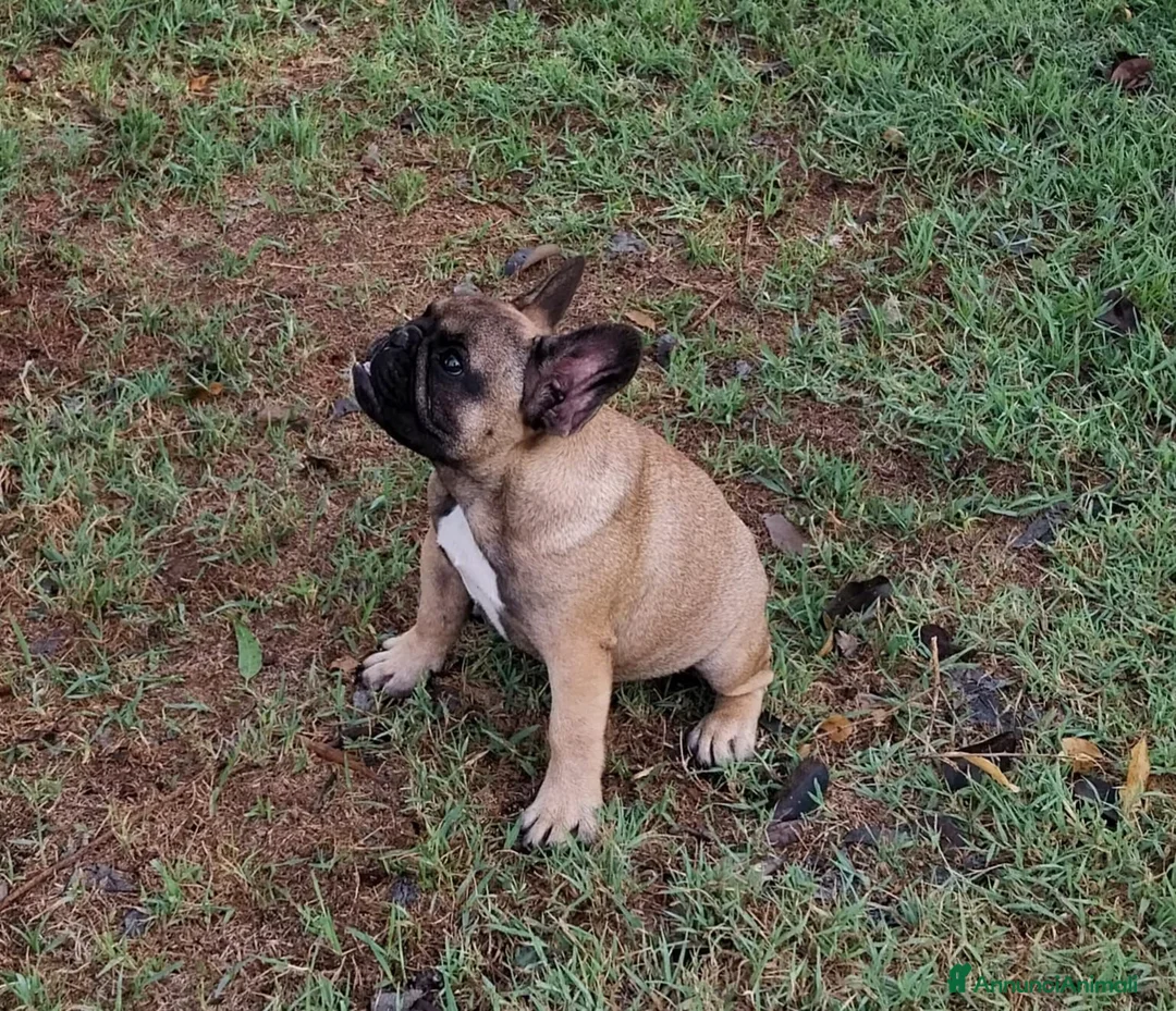Bulldog Francese cani in vendita: BULLDOG FRANCESE  - Annuncio 3