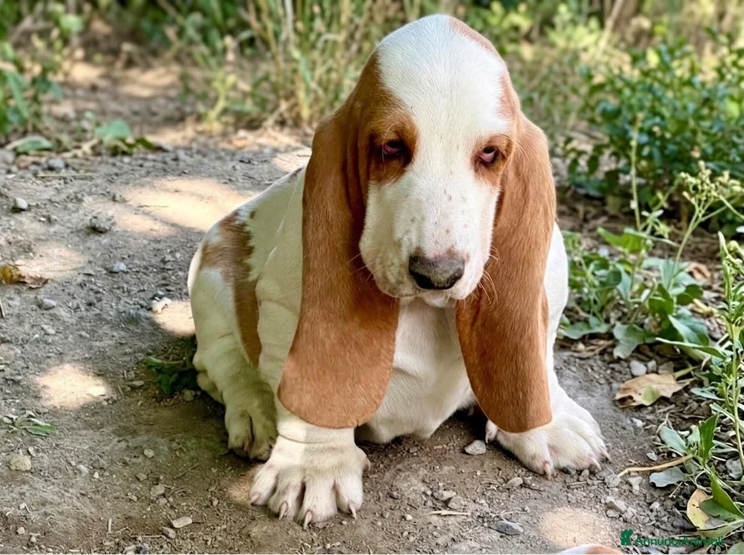 Bassethound cani in vendita: Bassethoud cucciolo - Annuncio 2