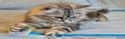 Siberiano gatti in vendita: gattini siberiani  - Annuncio 2