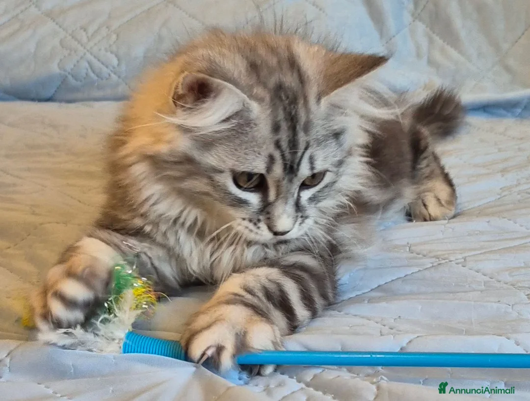 Siberiano gatti in vendita: gattini siberiani  - Annuncio 2