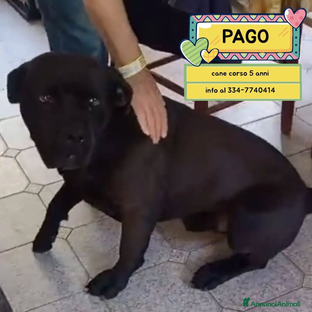 Cane Corso cani Pago cane corso 5 anni cerca casa - in adozione - Annuncio 42