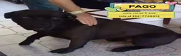 Cane Corso cani in regalo: Pago cane corso 5 anni cerca casa - in adozione - Annuncio 1