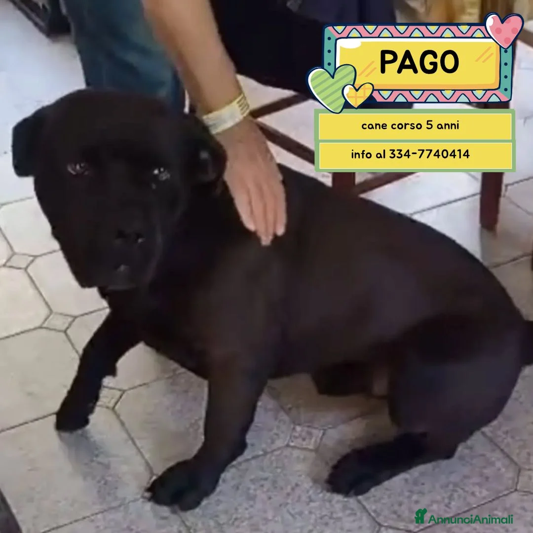 Cane Corso cani in regalo: Pago cane corso 5 anni cerca casa - in adozione - Annuncio 1
