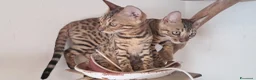 Bengala gatti in vendita: Gatti Bengala cuccioli a Città Metropolitana di Venezia - Annuncio 7