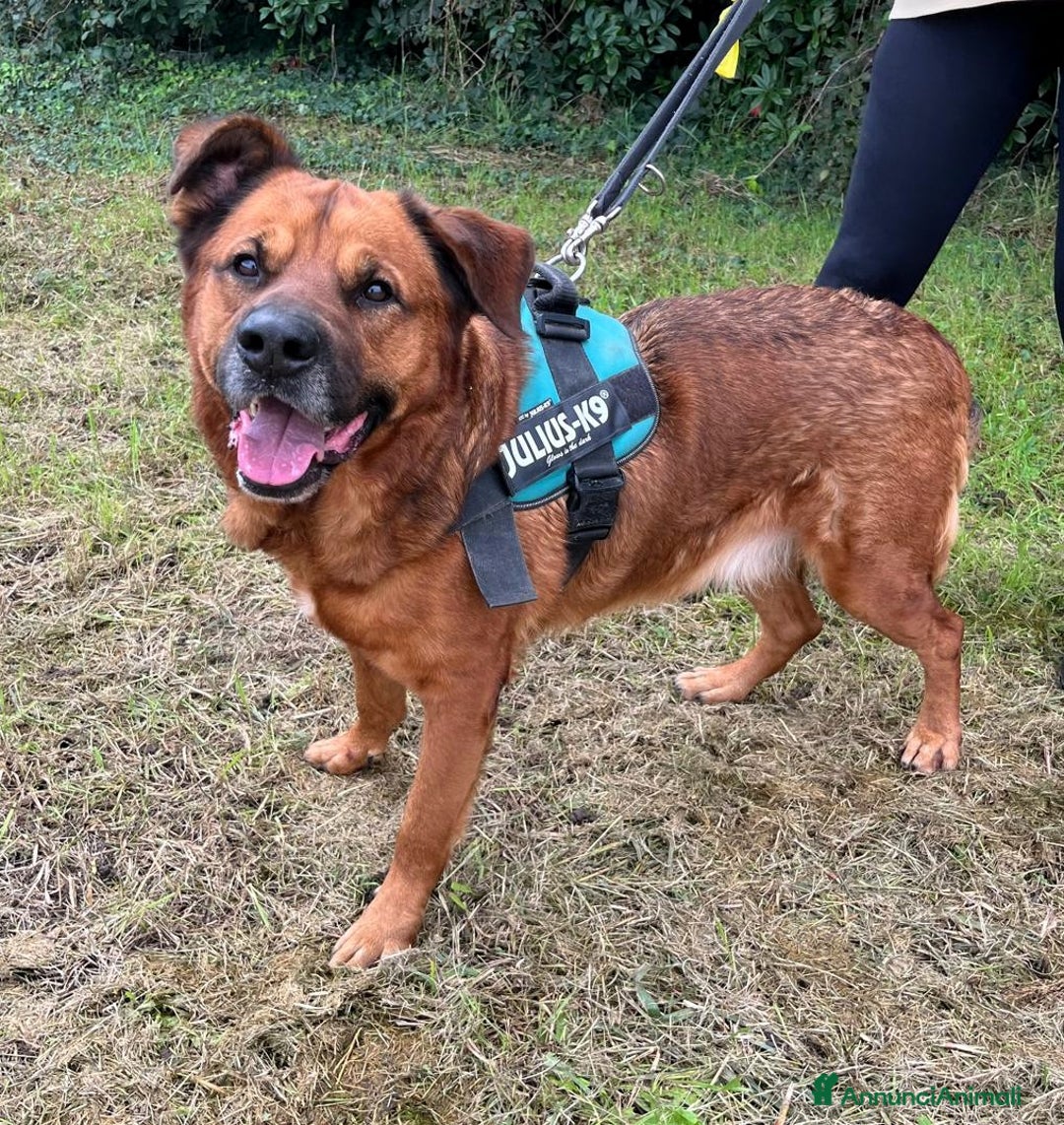 Meticcio cani in regalo: JONAS CERCA CASA E AMORE - Annuncio 2