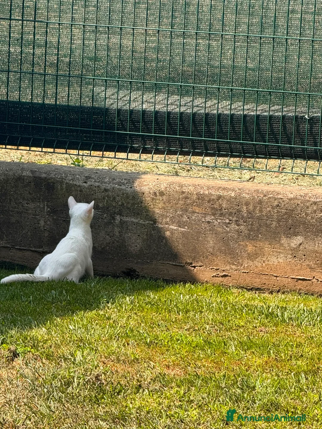 Meticcio gatti in regalo: GATTINE BIANCHE a Provincia di Cuneo - Annuncio 2
