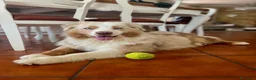 Australian Shepherd cani per accoppiamento: PASTORE AUSTR. RED MERLE disponibile per MONTA a Provincia di Verona - Annuncio 3