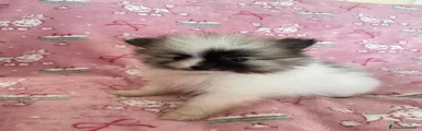 Volpino Pomerania Cucciolo 3