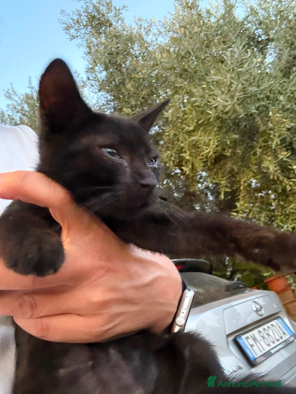 Europeo gatti Due fratellini buoni - Annuncio 21