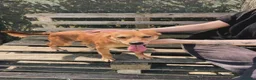 Meticcio cani in regalo: Valentina,piccolina in cerca di una casa tutta sua - Annuncio 4