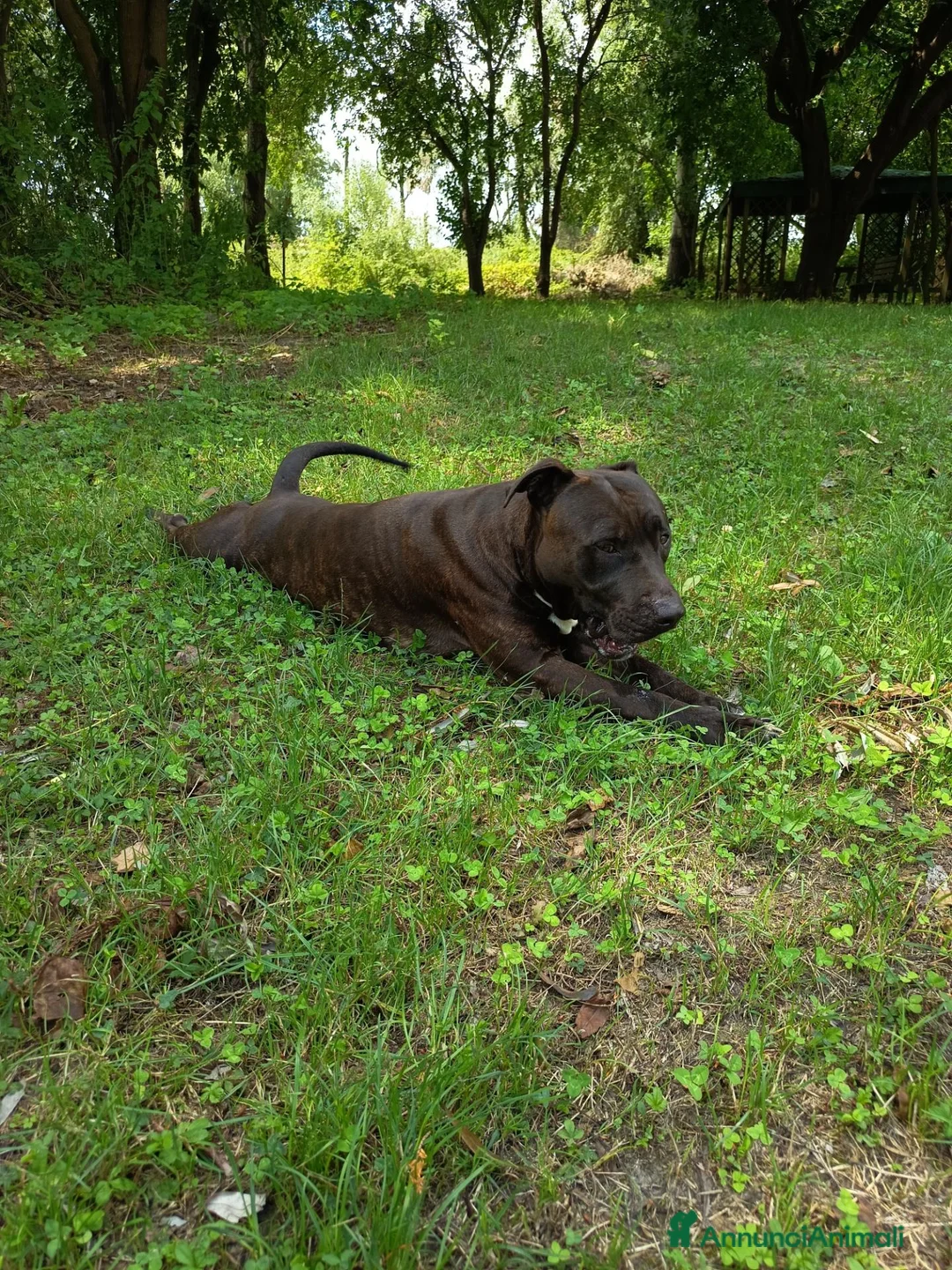 American Staffordshire cani in regalo: Amstaff Maschio 2 anni  - Annuncio 2